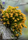 Acianthera - Mestre das Orquídeas - Volume 33